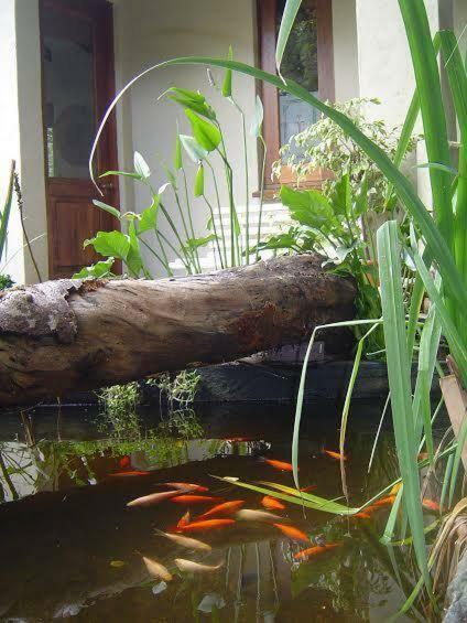 Little Forest Guest House Йоганнесбурґ Екстер'єр фото